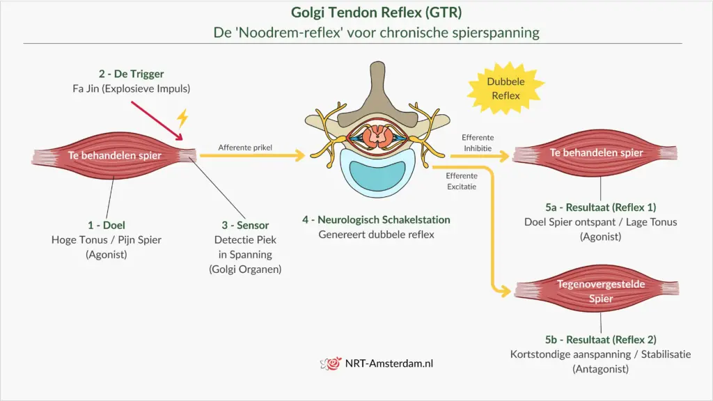 Diagram van de Golgi Tendon Reflex (GTR) en hoe deze peesreflex wordt ingezet voor diepe spierontspanning.