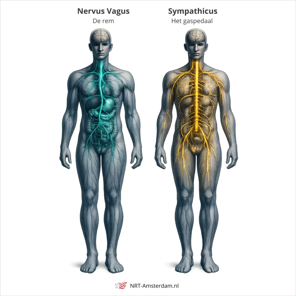 Anatomische illustratie van de nervus vagus en het sympathische zenuwstelsel naast elkaar — NRT-Amsterdam.nl