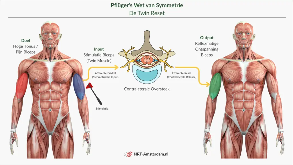 pflugers-wet-symmetrie-twin-reset-lichaamsbalans | NRT-Amsterdam.nl Infographic over Pflüger’s Wet van Symmetrie en de Twin Reset voor het herstellen van lichaamsbalans.